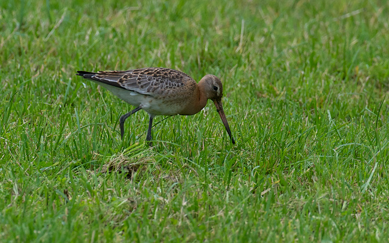 Svarthalespove - Black-tailed godwit (Limosa limosa).jpg